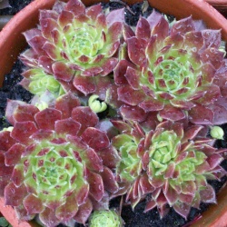 Sempervivum - Dachwurz - Hauswurz